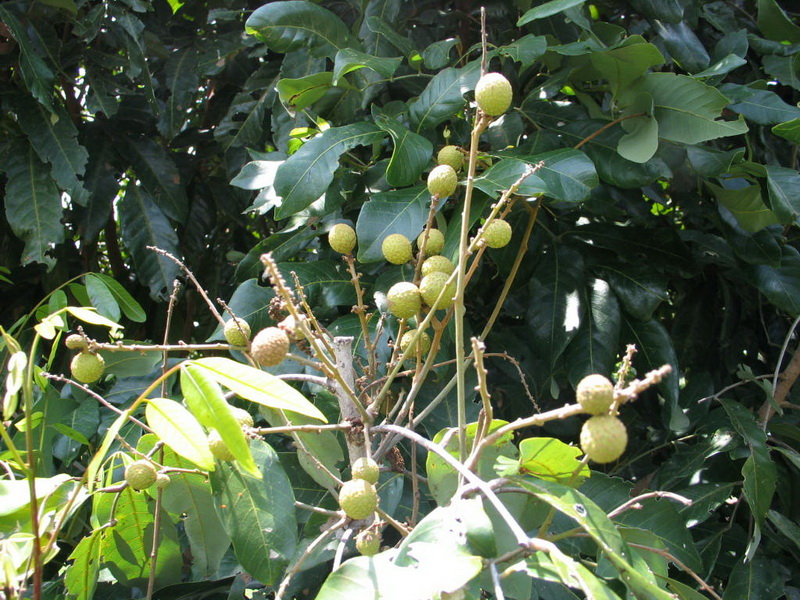 Fer_008_resize