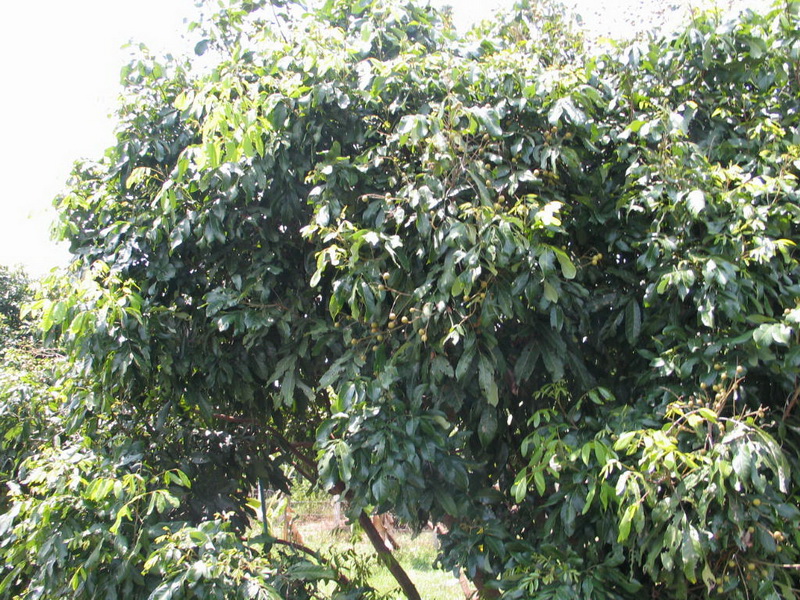Fer_009_resize