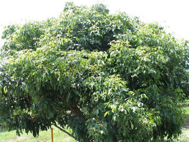 Fer_010_resize