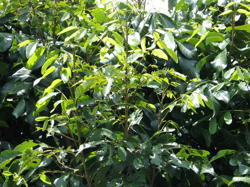 Fer_012_resize