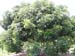 Fer_004_resize
