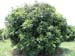 Fer_006_resize