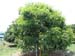 Fer_007_resize