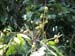 Fer_008_resize