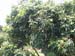 Fer_009_resize