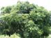 Fer_010_resize