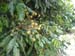 Fer_011_resize