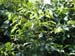 Fer_012_resize